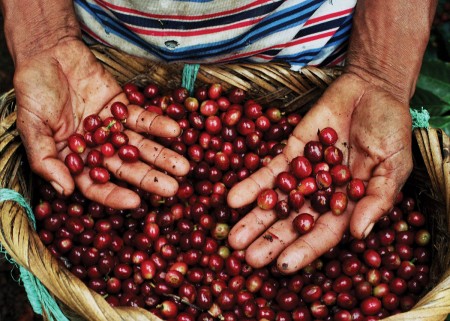 culture du café du Nicaragua